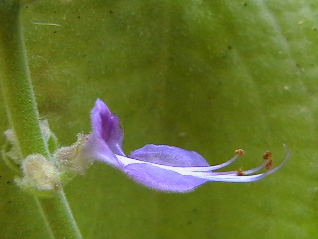 Coleus_aromaticus-2 (4).JPG